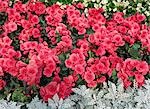 Begonia rosa 'Arosa'