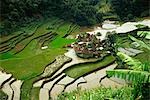 Bangaan rizières en terrasses - Ifugao, aux Philippines