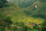 Batad Rice Terraces - Ifugao, Philippines