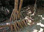 Tronc d'arbre sur Le de Phi Phi Island, Thaïlande