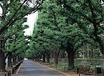 Tree lined sidewalk