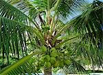 Arbre de noix de coco