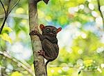 Tarsier, les plus petits primates du monde