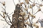 Customs house building with flowers, Shanghai, China