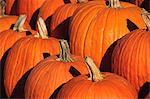 Pumpkins, The Hamptons, Long Island, New York State, United States of America, North America