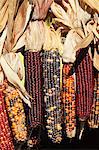 Indian ornamental corn,The Hamptons, Long Island, New York State, United States of America, North America