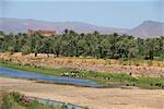 A river in the Draa valley, mountains beyond, Morocco, North Africa, Africa