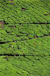 Pays de thé, les Ghâts occidentaux près de Munnar, état du Kerala, Inde, Asie