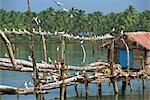 Birds on wooden jetty, Backwaters, Kerala state, India, Asia
