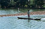 Man in a boat herds ducks from the water onto the rice fields for fattening, typical backwater scene, Kerala, India, Asia