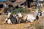 Cows with painted horns, Tamil Nadu state, India, Asia