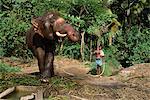 A mahoot with a single elephant, Punnathur Kotta Elephant Fort housing 50 elephants and financed by the temples, Kerala, India, Asia