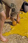 Man stretching animal skin, the tannery, Fez, Morocco, North Africa, Africa