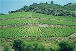 Vineyards near Pinhao, Douro region, Portugal, Europe