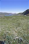 Inland icecap in distance, Kangerlussuaq, Greenland, Polar Regions