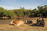 Cows on the bank of the Tiracol River, Goa, India, Asia
