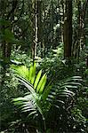 Monteverde Cloud Forest Reserve, Monteverde, Costa Rica
