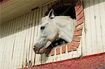 Horse in stables on way to Monteverde, Costa Rica, Central America