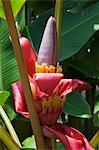 Banane plante fleurs, Costa Rica, Amérique centrale