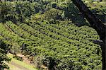 Coffee plantations on the slopes of the Poas Volcano, near San Jose, Costa Rica, Central America
