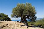 Very old olive tree, Kefalonia (Cephalonia), Ionian Islands, Greece, Europe