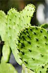 Auflage des Kaktus zum Erhöhen des Cochenille-Käfers für die Herstellung der rote Farbstoff, Oaxaca, Mexiko, Nordamerika
