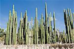 Cactus, Mexico, North America