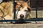 Dog looking through gate, Turkey, Europe