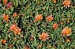 Ground cover, Santa Maria, Sal (Salt), Cape Verde Islands, Africa