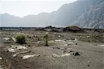 Vegetation gowing well in the fertile soil of the volcanic caldera, Fogo (Fire), Cape Verde Islands, Africa