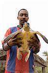 Turtles, Island of Sal (Salt), Cape Verde Islands, Africa