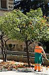 Gardners removing ripe oranges from trees in the gardens of the Real Alcazar, Santa Cruz district, Seville, Andalusia (Andalucia), Spain, Europe