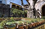 Gardens in the Casa de Pilatos, Santa Cruz district, Seville, Andalusia, Spain, Europe