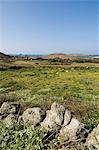 Bryer (Bryh), Isles of Scilly, aus Cornwall, Vereinigtes Königreich, Europa