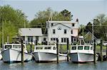 Port de cornouiller, Tilghman Island, comté de Talbot, région de la baie de Chesapeake, Maryland, États-Unis d'Amérique, Amérique du Nord