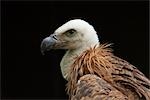 Portrait of Young Griffon Vulture