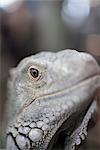 Portrait of Lizard