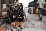 Chien dormant sur la rue, Calcutta, Bengale, Inde