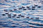 Canadian Geese on Water
