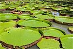 Géant Amazon eau Lillies, Sir Seewoosagur Ramgoolam Botanical Gardens, Ile Maurice