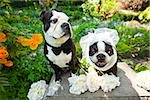 Boston terrier bride and groom