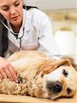 Veterinarian with dog