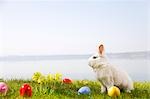 bunny,easter eggs in grass