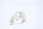 Polar Bears Fighting, Churchill, Manitoba, Canada