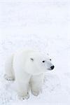 Junger Eisbär sitzend im Schnee, Churchill, Manitoba, Kanada