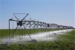 Système d'irrigation dans un champ de maïs, Colorado, Etats-Unis