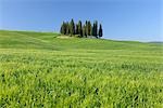 Cypress Trees, San Quirico d'Orcia, Val d'Orcia, Tuscany, Italy