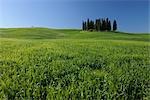 Cypress Trees, San Quirico d'Orcia, Val d'Orcia, Tuscany, Italy