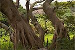 Tree,Lamma Island,Hong Kong