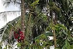 Tropical trees,Cu Lao Thai Son Island,Vietnam